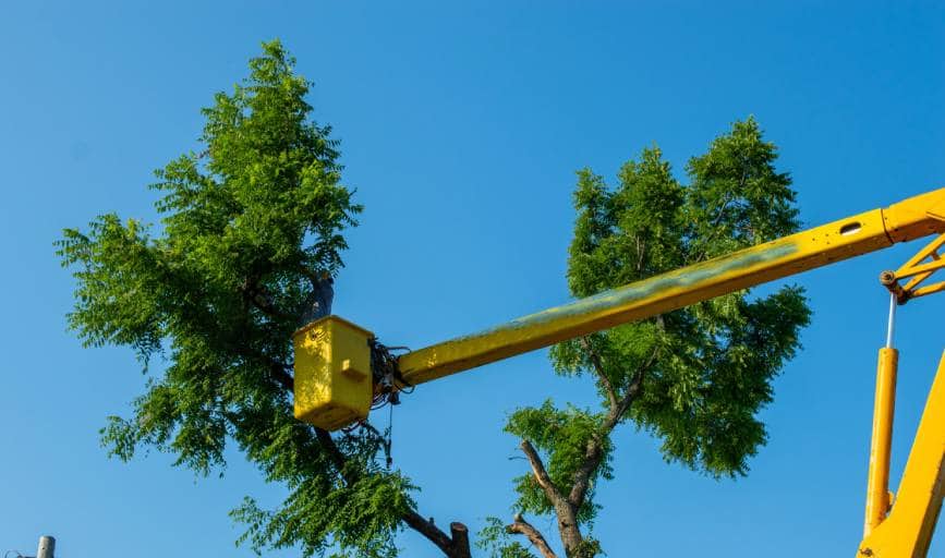 Crane Tree Removal
