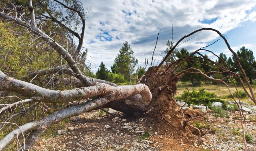 Fallen Tree Removal